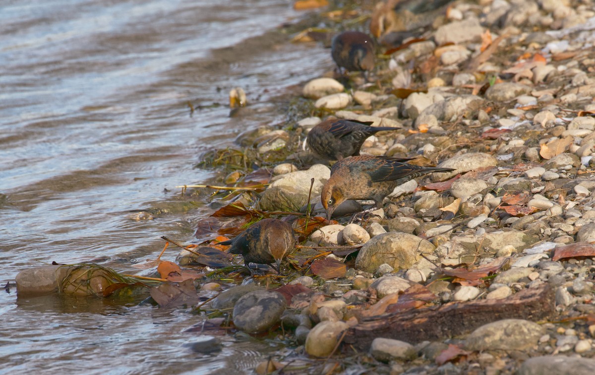 Rusty Blackbird - ML610612888