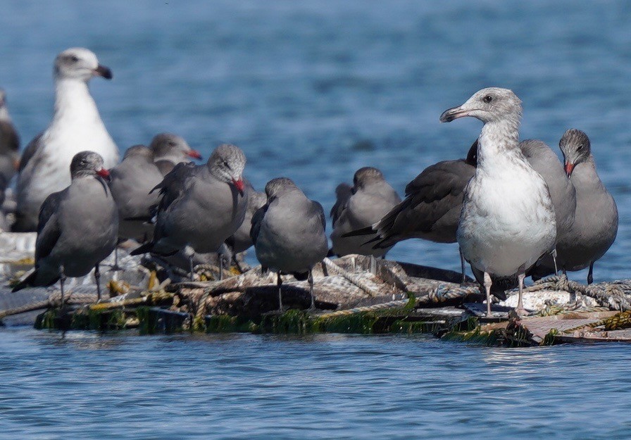 California Gull - ML610612901