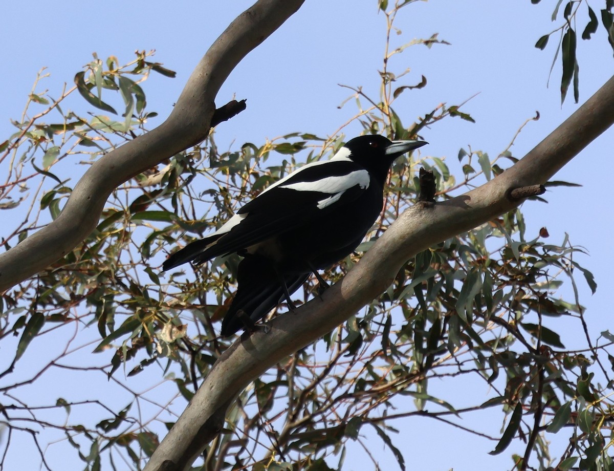 Australian Magpie - Donald Wellmann