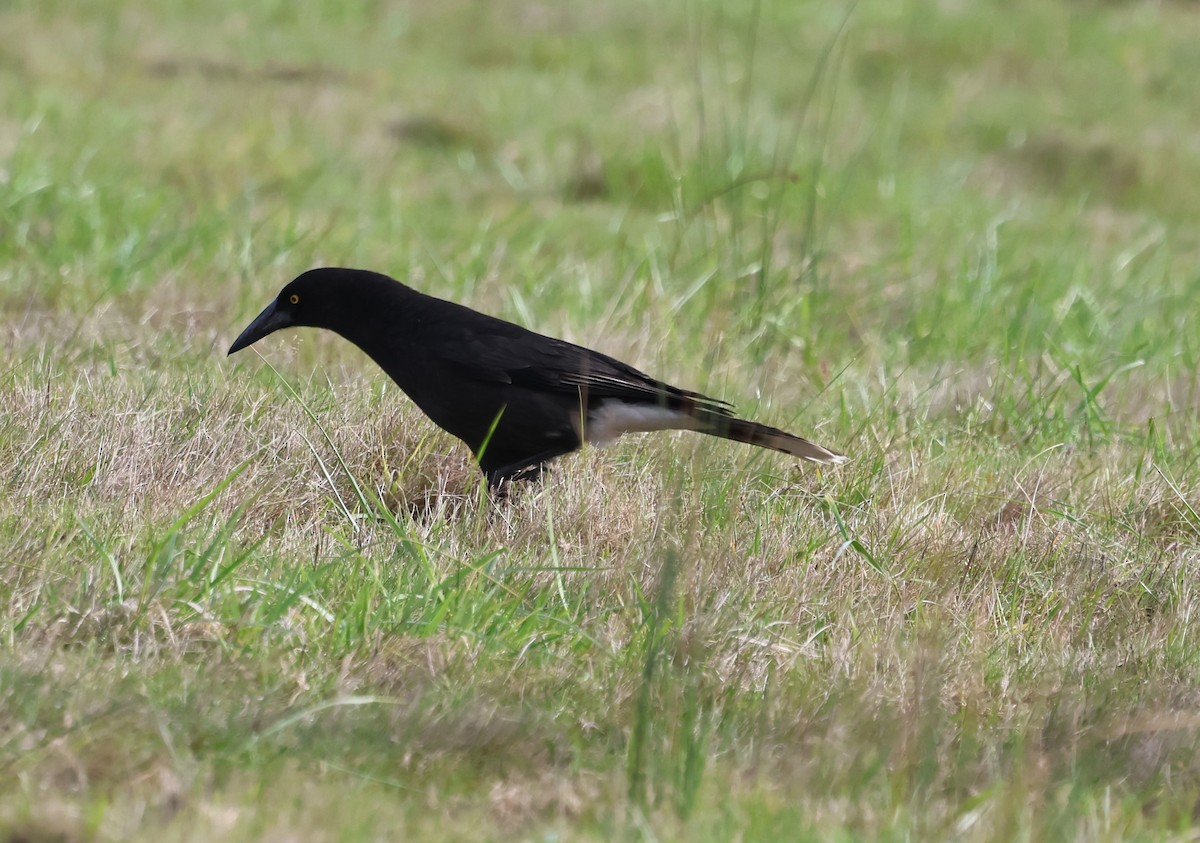 Gray Currawong - ML610613032