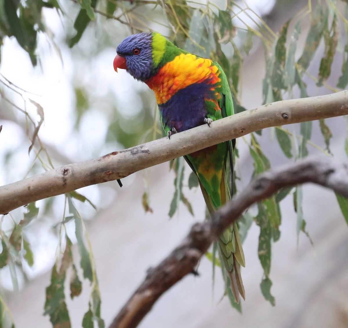 Rainbow Lorikeet - ML610613050