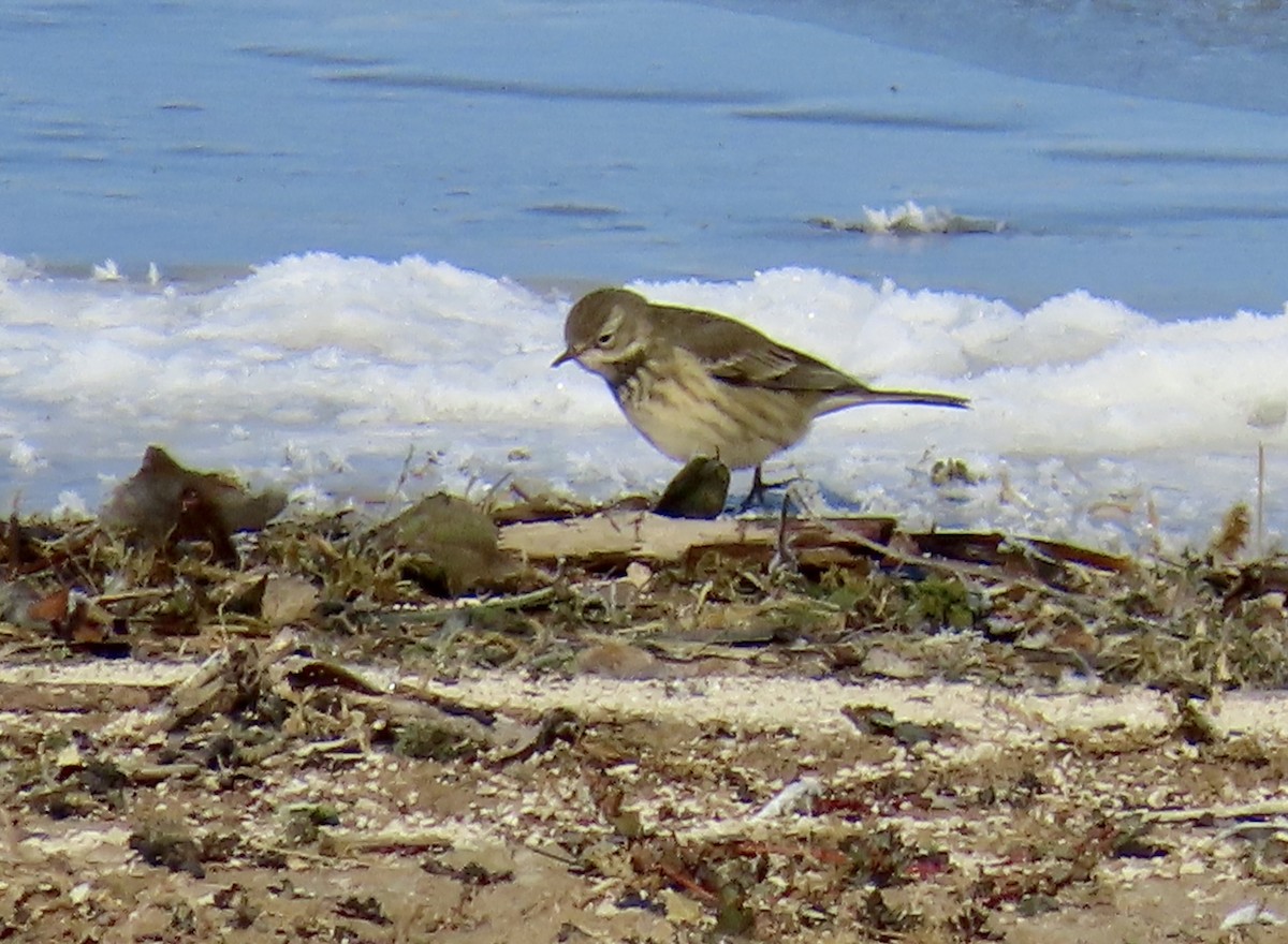 American Pipit - ML610613060