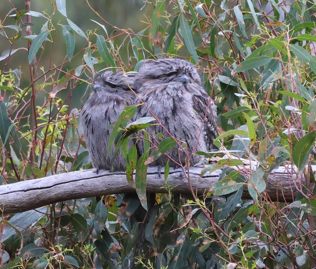 Tawny Frogmouth - Donald Wellmann