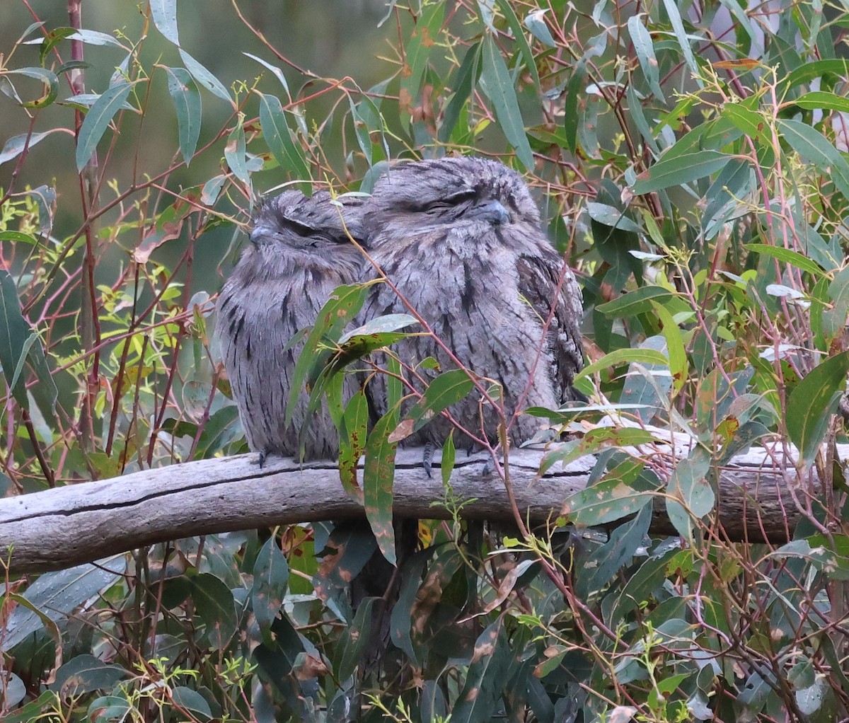 Tawny Frogmouth - ML610613079