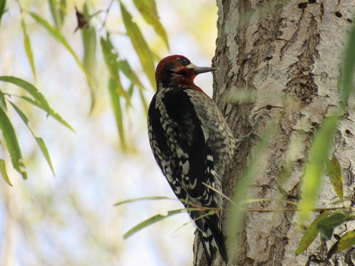 Red-breasted Sapsucker - karen pinckard