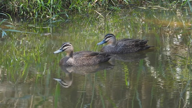 Canard à sourcils - ML610613093