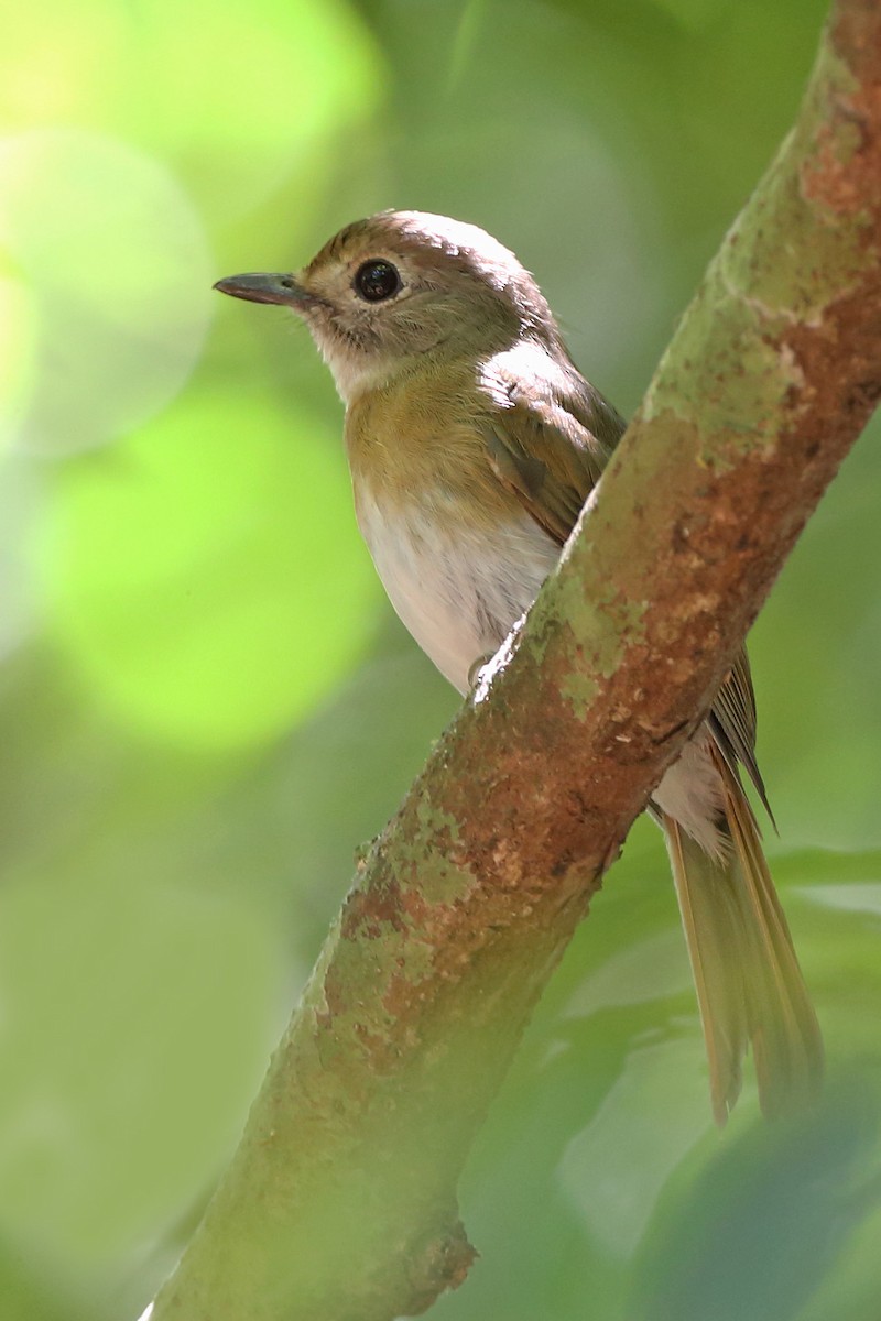 Fulvous-chested Jungle Flycatcher - sheau torng lim