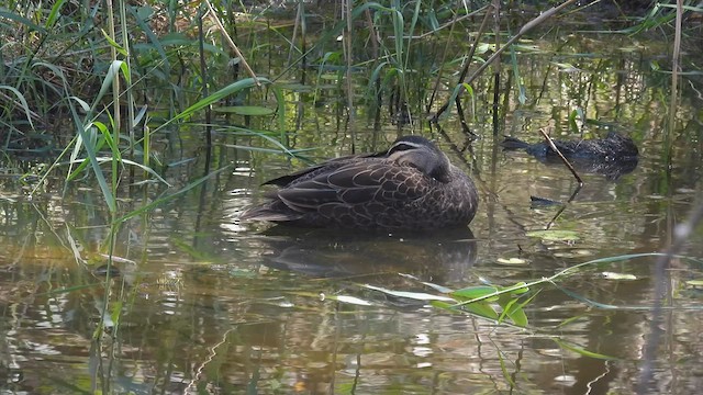 kachna pruhohlavá - ML610613156