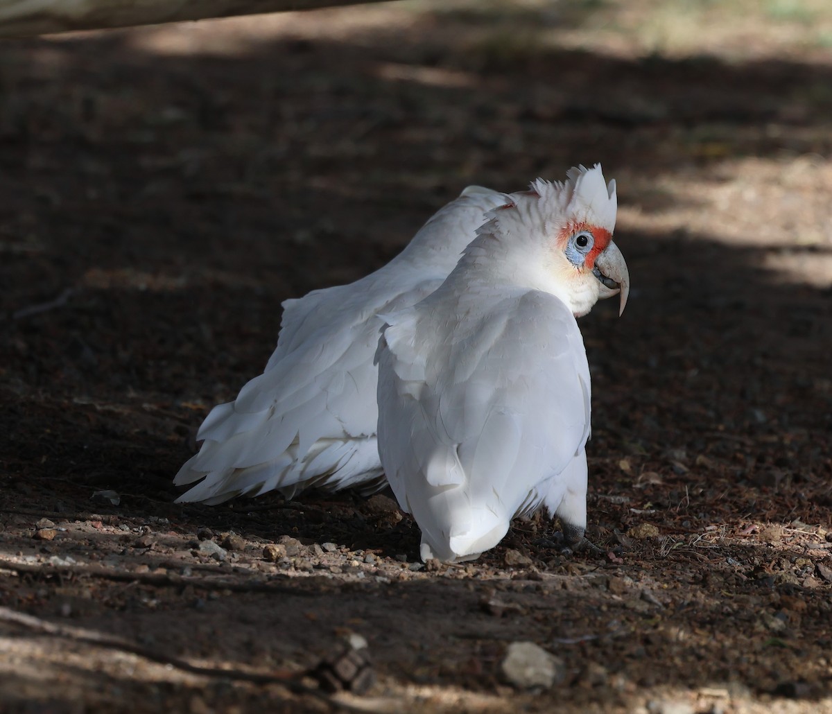 Long-billed Corella - ML610613173