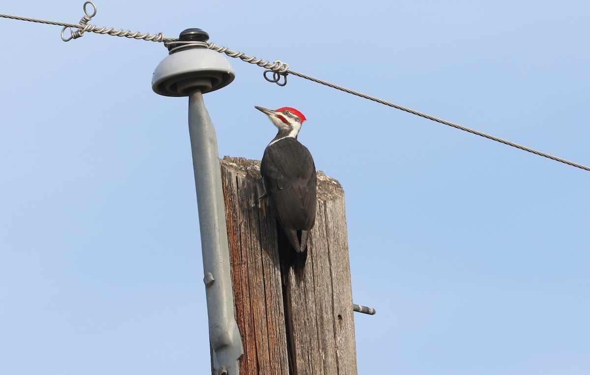 Pileated Woodpecker - ML610613279