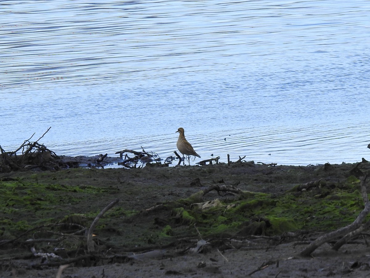 Chorlito Dorado Americano - ML610613366