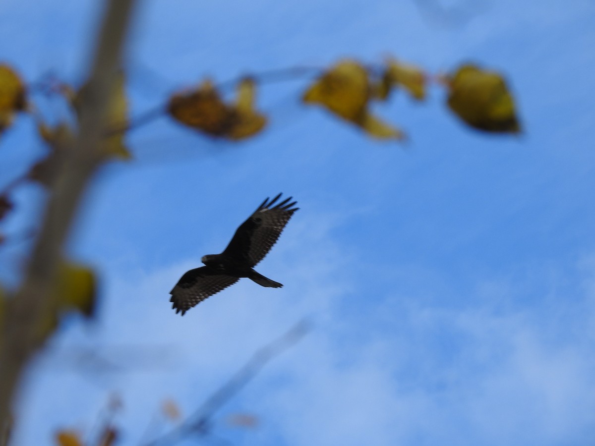 Red-tailed Hawk (Harlan's) - ML610613371