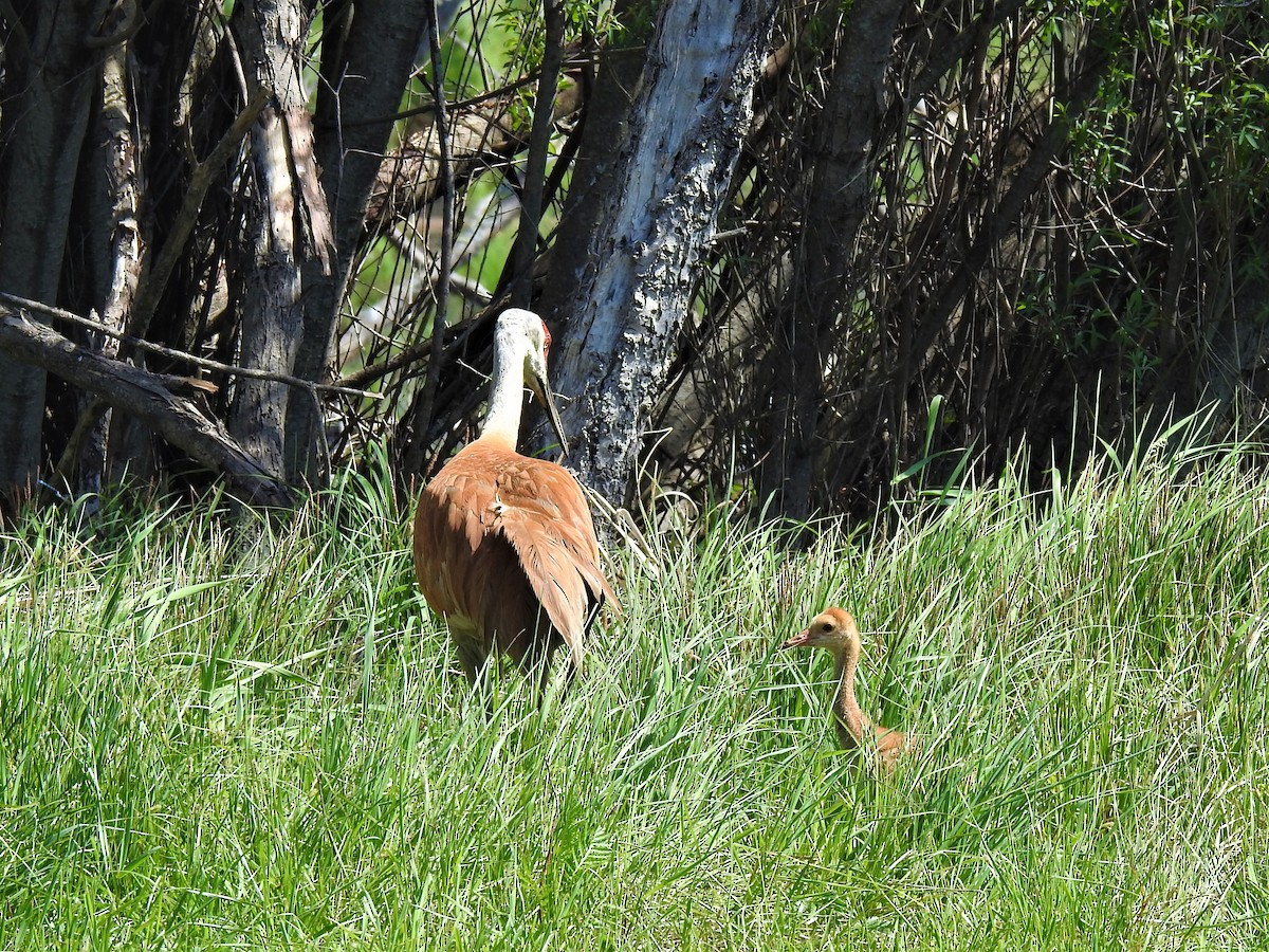 Sandhill Crane - ML610613375