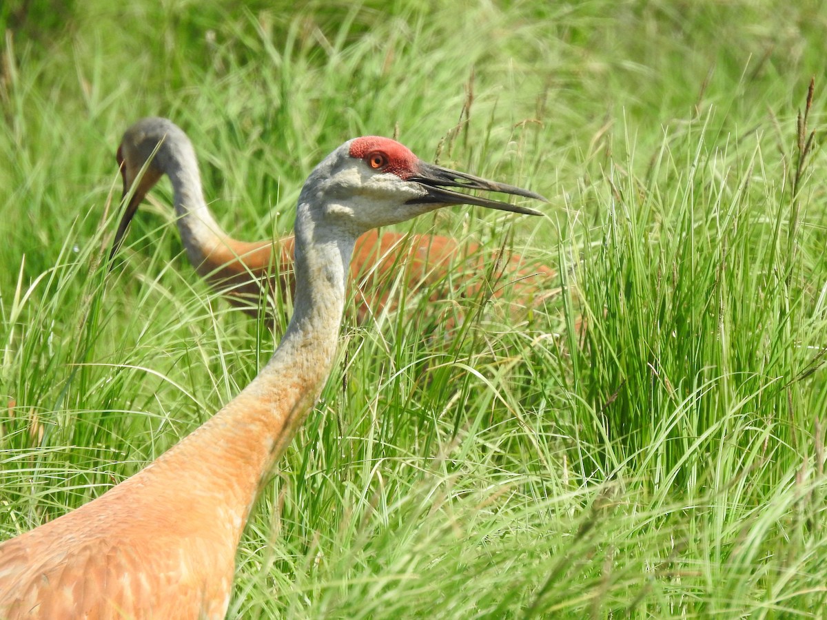 Sandhill Crane - ML610613376