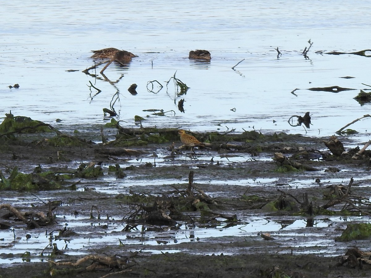 American Golden-Plover - ML610613386