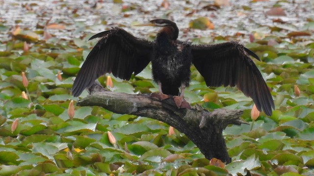 Australasian Darter - ML610613397
