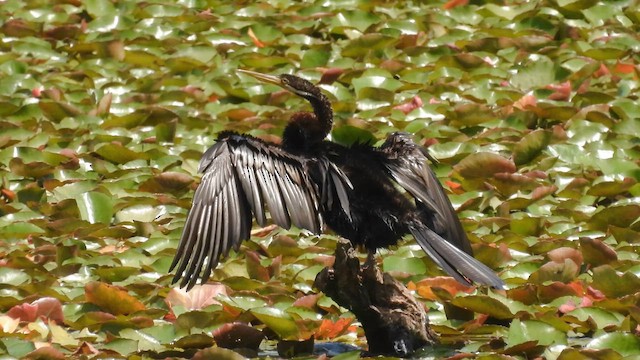 Australasian Darter - ML610613398