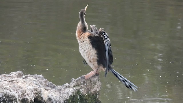 Australasian Darter - ML610613400