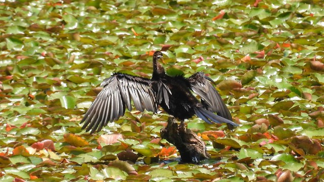 Australasian Darter - ML610613404