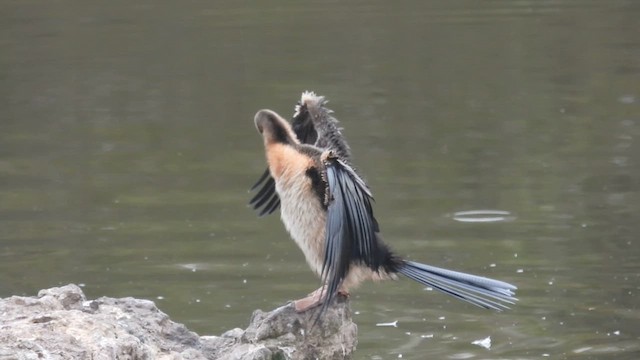 Australasian Darter - ML610613407
