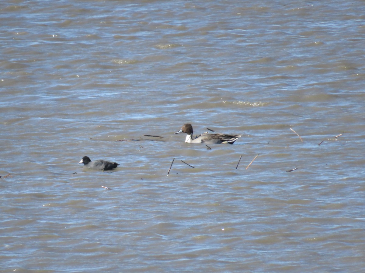 Northern Pintail - ML610613423