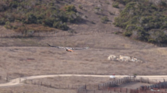 Red-tailed Hawk (calurus/alascensis) - ML610613531