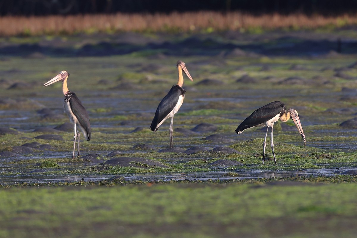 Lesser Adjutant - ML610613569