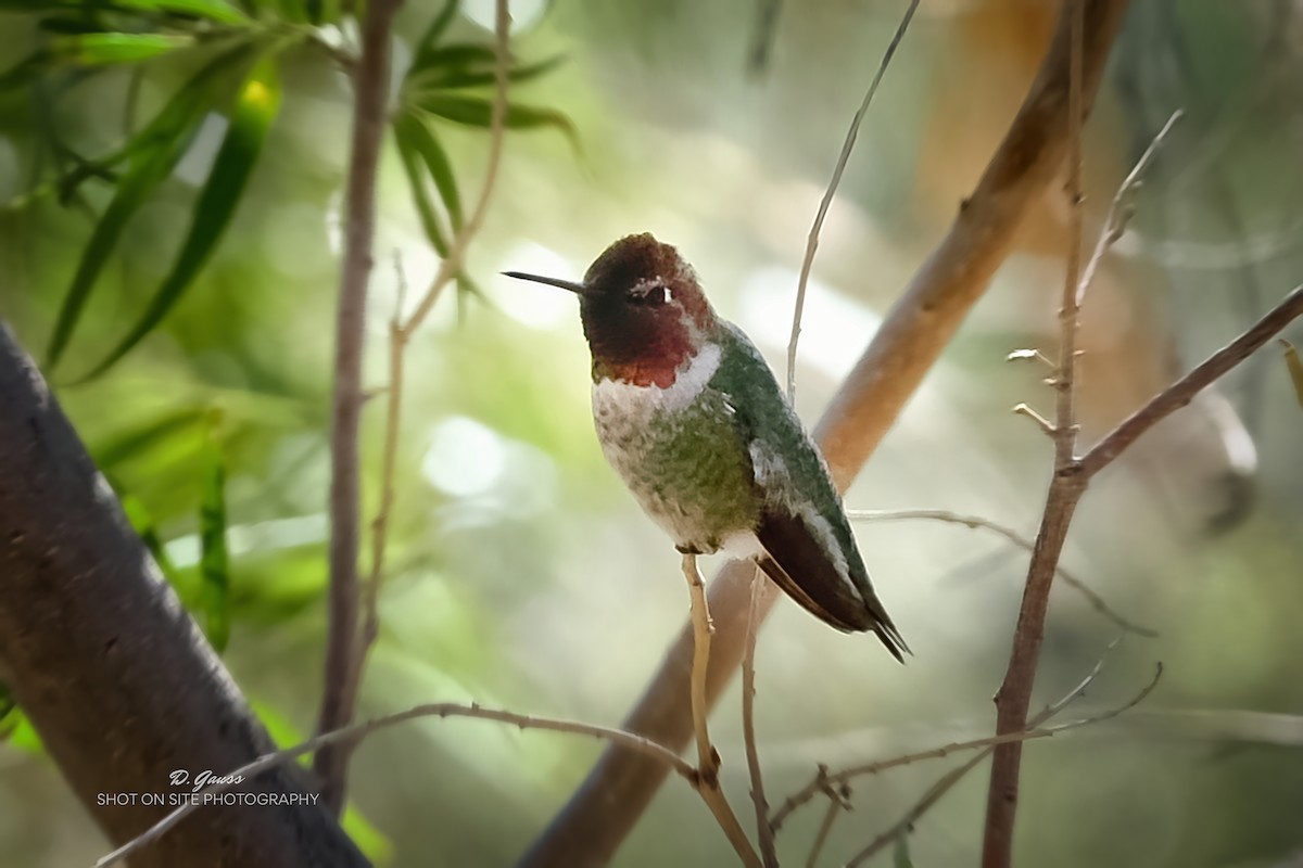 Anna's Hummingbird - ML610613598