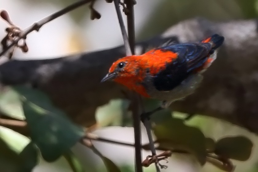 Scarlet-headed Flowerpecker - sheau torng lim