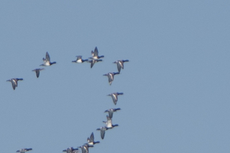 Greater Scaup - Jeff Graham