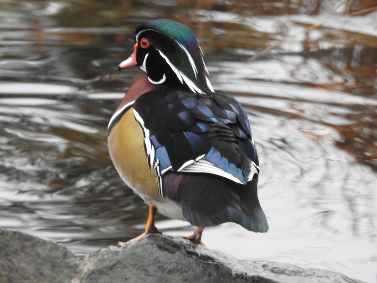 Wood Duck - ML610613723