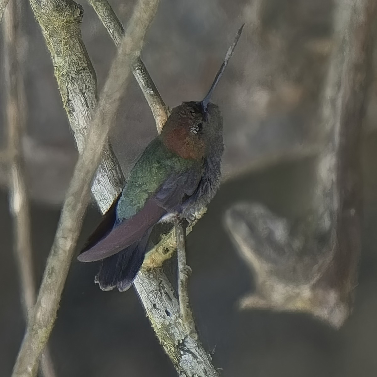 kolibřík modročelý - ML610613725