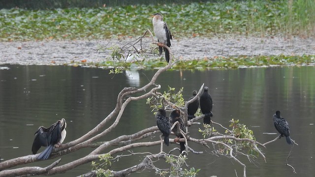 Little Black Cormorant - ML610613728