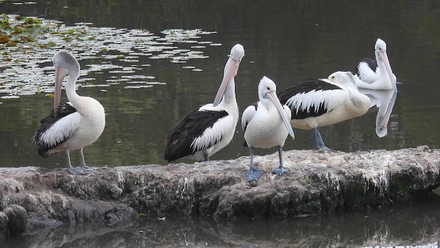 Australian Pelican - ML610613748