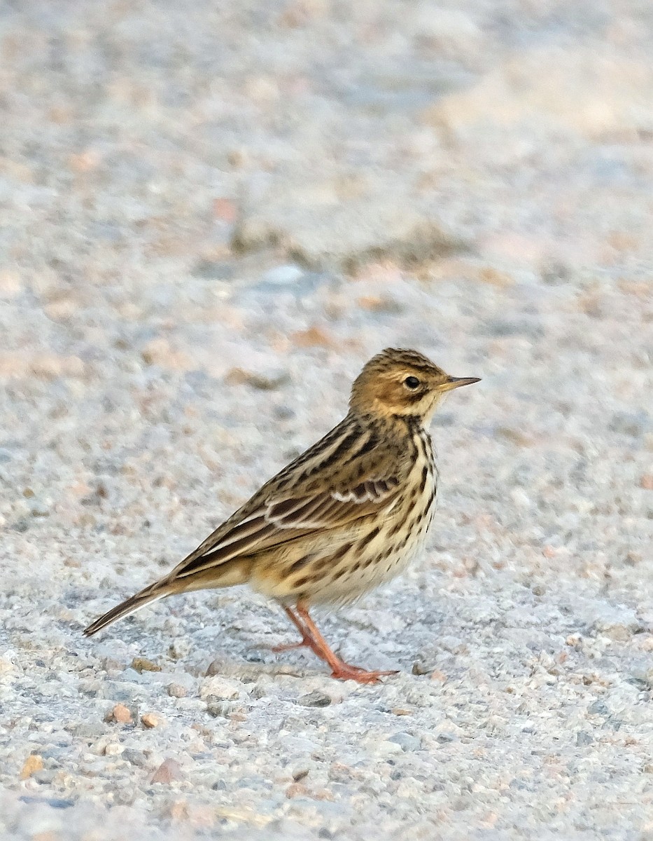 Red-throated Pipit - ML610613812
