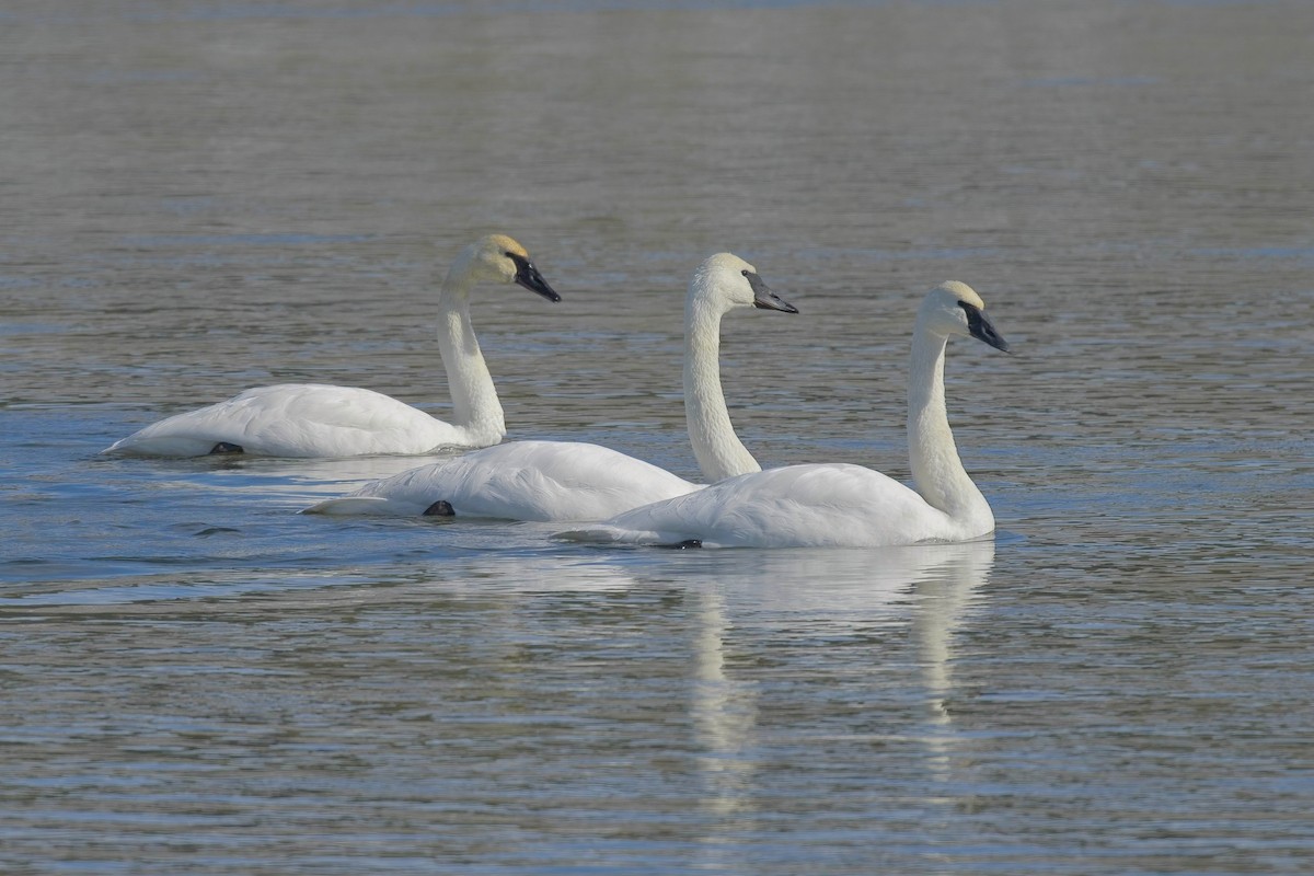 Trumpeter Swan - jim schonewise