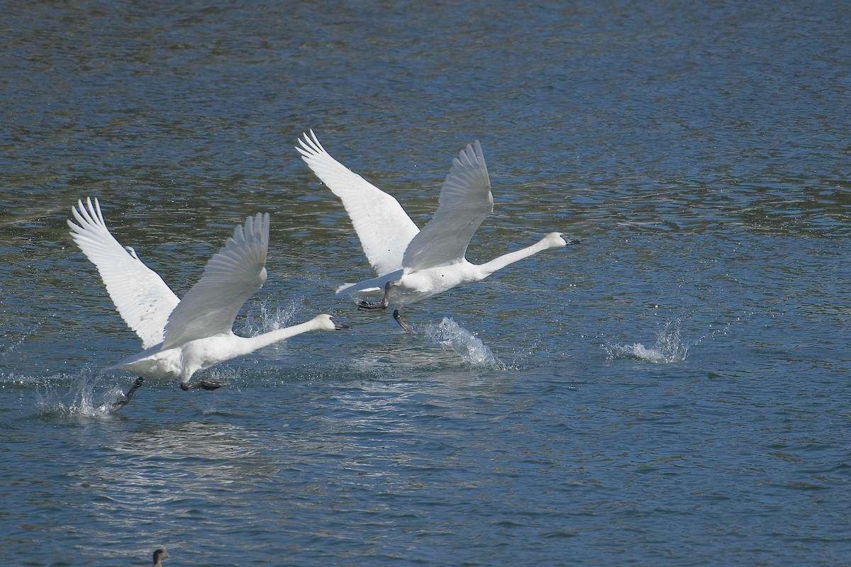 Trumpeter Swan - jim schonewise