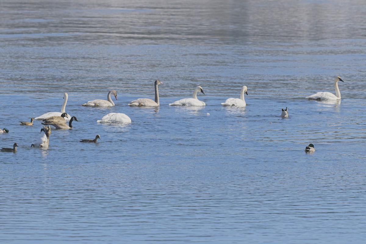 Trumpeter Swan - jim schonewise