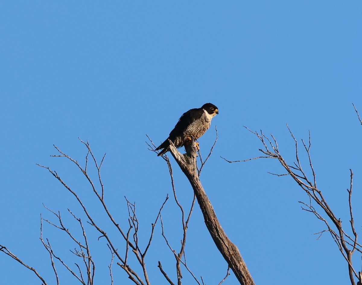 Peregrine Falcon - Donald Wellmann