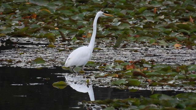 Great Egret - ML610613876