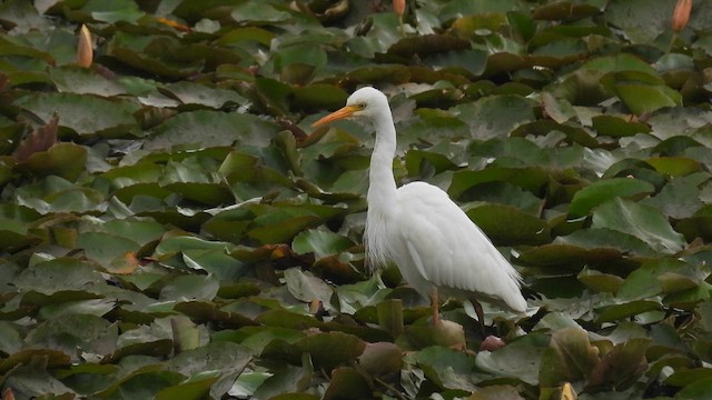 Plumed Egret - ML610613885