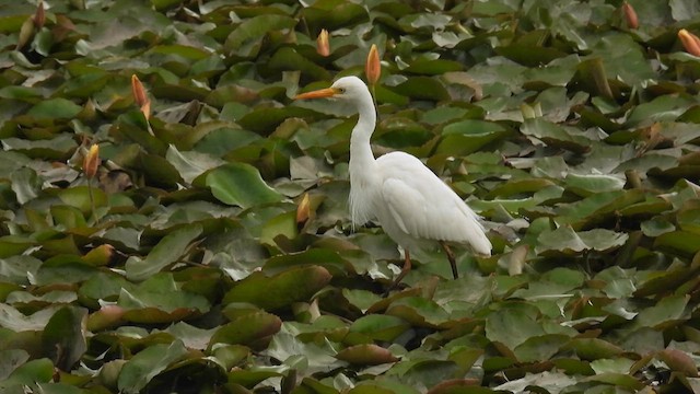 Plumed Egret - ML610613886