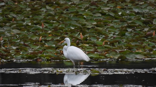 Great Egret - ML610613887