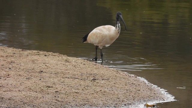 Ibis à cou noir - ML610614005