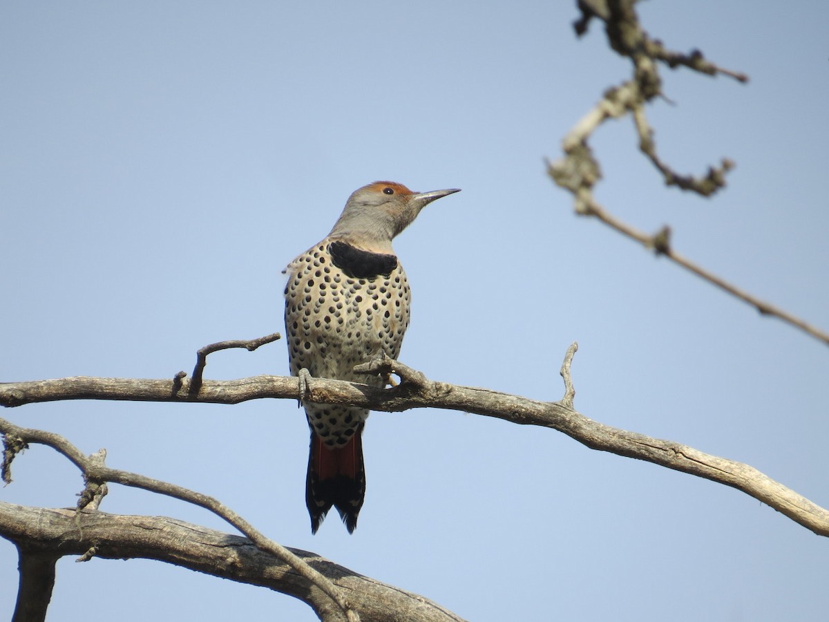 Northern Flicker - ML610614006