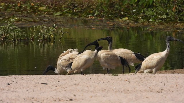 Ibis à cou noir - ML610614007