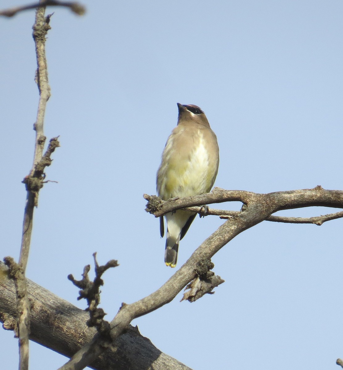 Cedar Waxwing - ML610614008