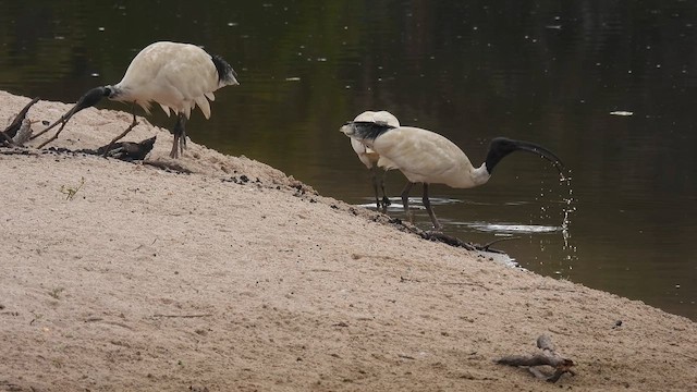 Ibis à cou noir - ML610614010