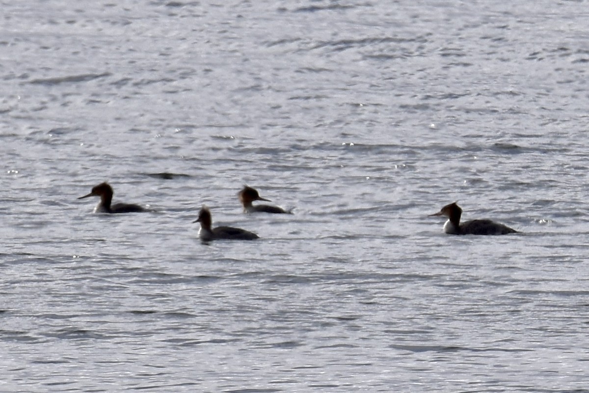 Red-breasted Merganser - ML610614018