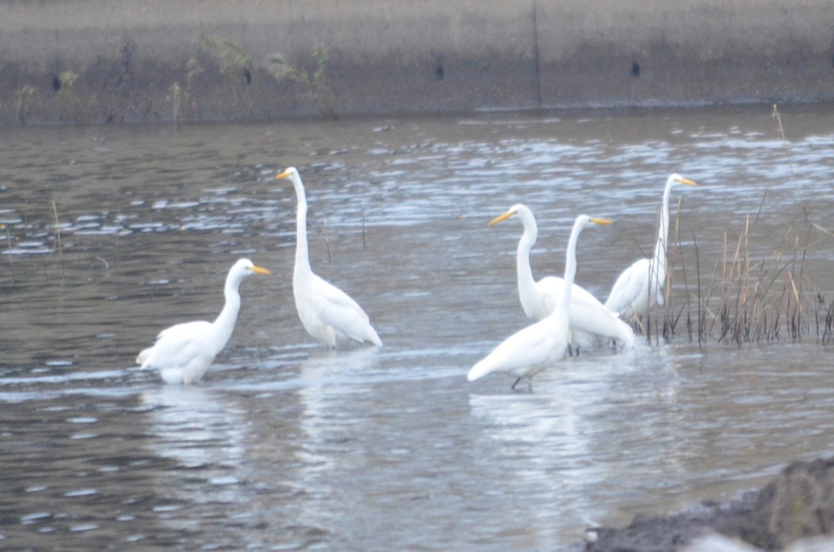 Great Egret - ML610614030